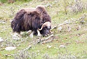 Boeuf musque 9831